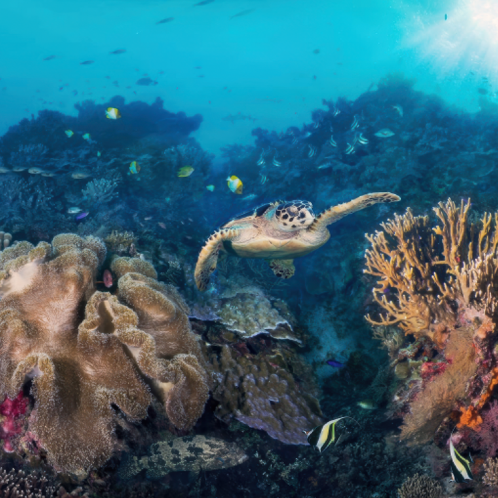 Exquisite Reef