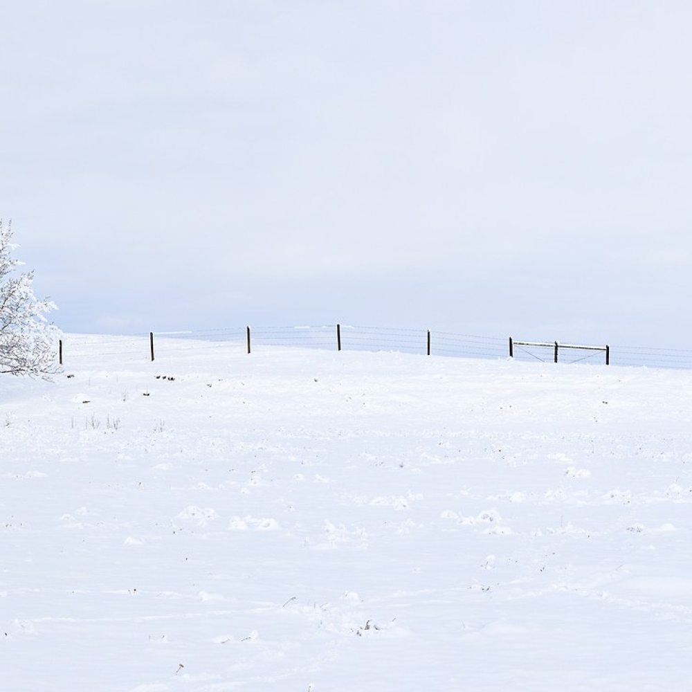 Snowy Solitude