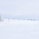 Snowy Solitude