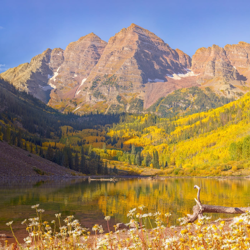 Maroon Bells, Fall Colors and Daisies Cropped