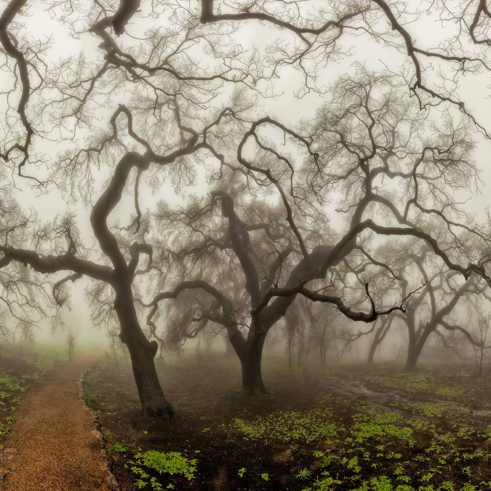 Malibu Trees in the Mist