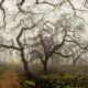 Malibu Trees in the Mist