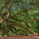 Angel Oak - SM