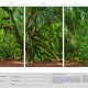 Angel Oak - SM