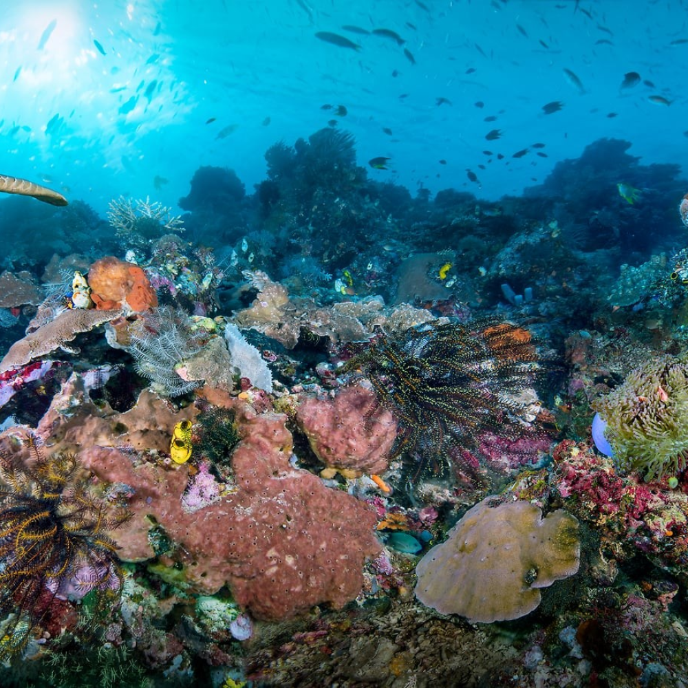 Coral Dynasty