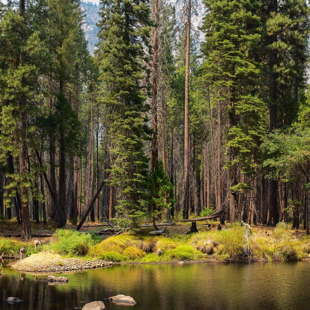 Yosemite Merced River Forest