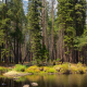 Yosemite Merced River Forest