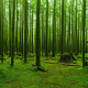 Magical Moss