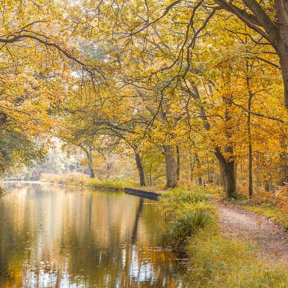 Peaceful Forest Canal