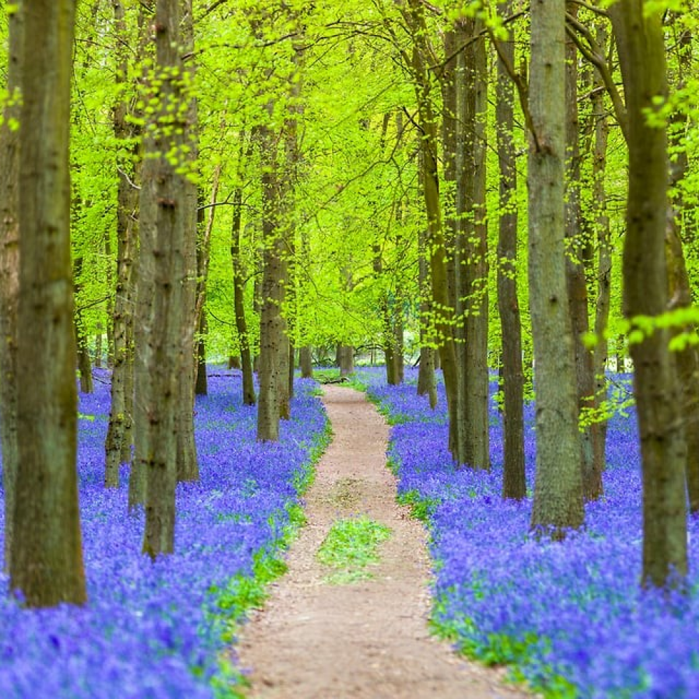 Bluebells Pathway