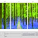 Bluebells Pathway