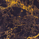 Emperador Gold - XLR